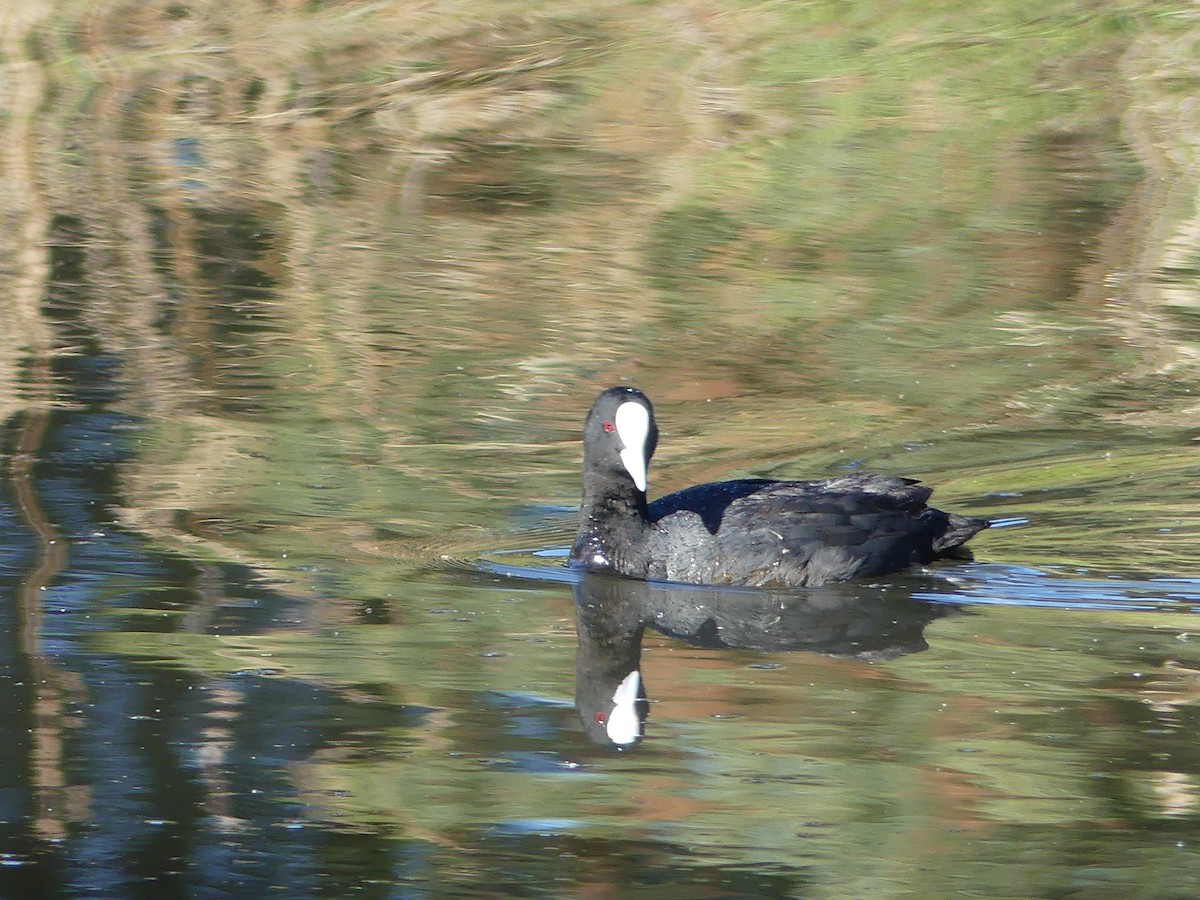 Eurasian Coot - ML539578751