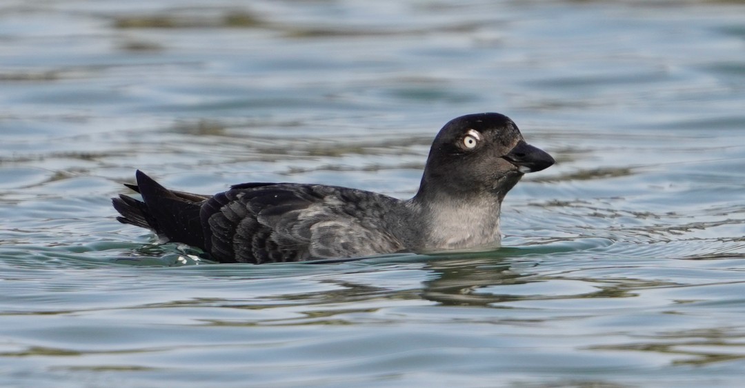 Cassin's Auklet - Warren Harper