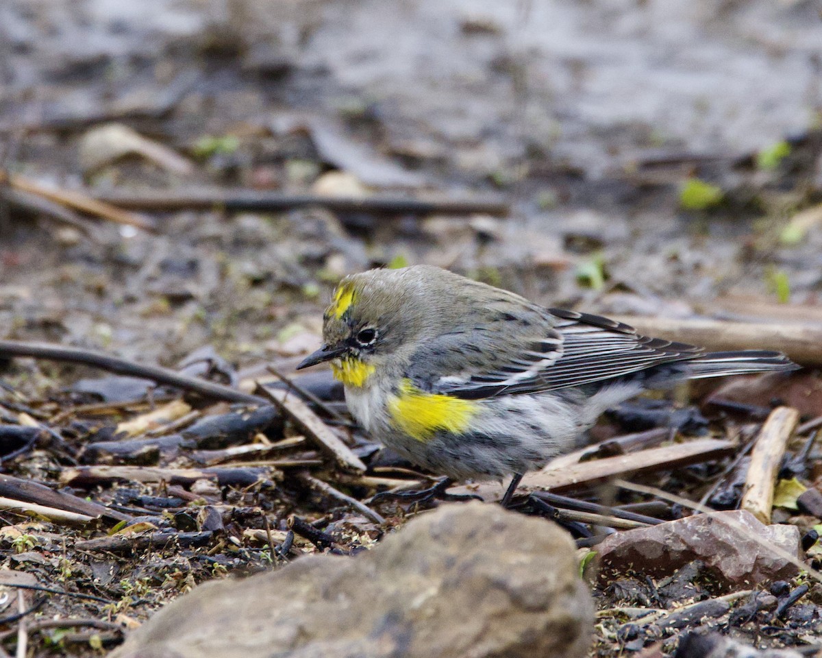Yellow-rumped Warbler (Audubon's) - Dave Bengston
