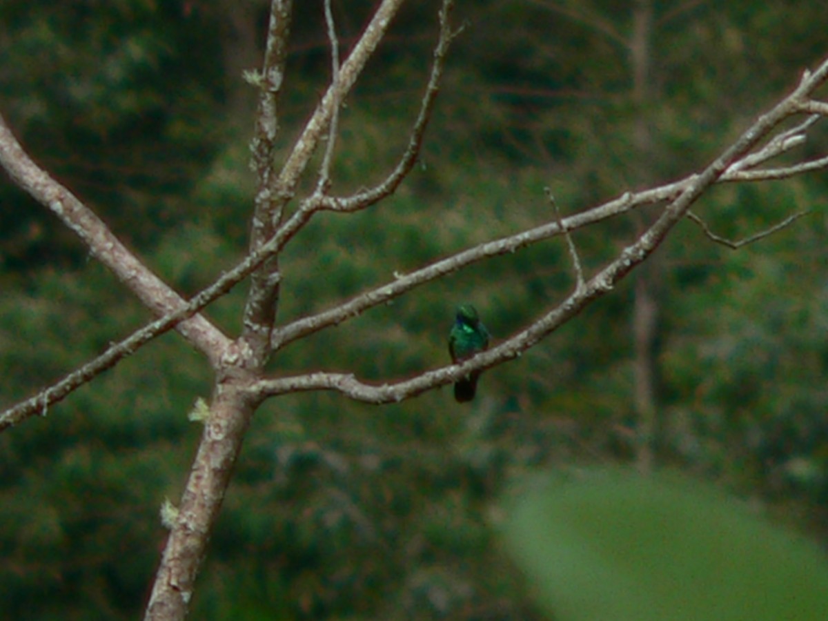 Lesser Violetear - ML53958171