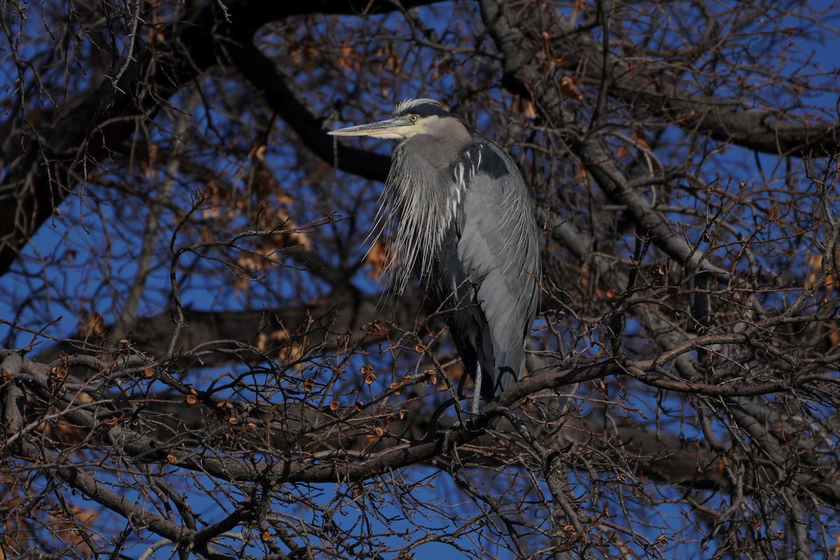 Great Blue Heron - ML539582191