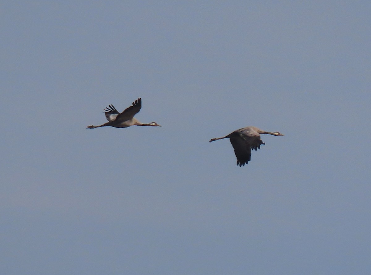 Common Crane - ML539582721