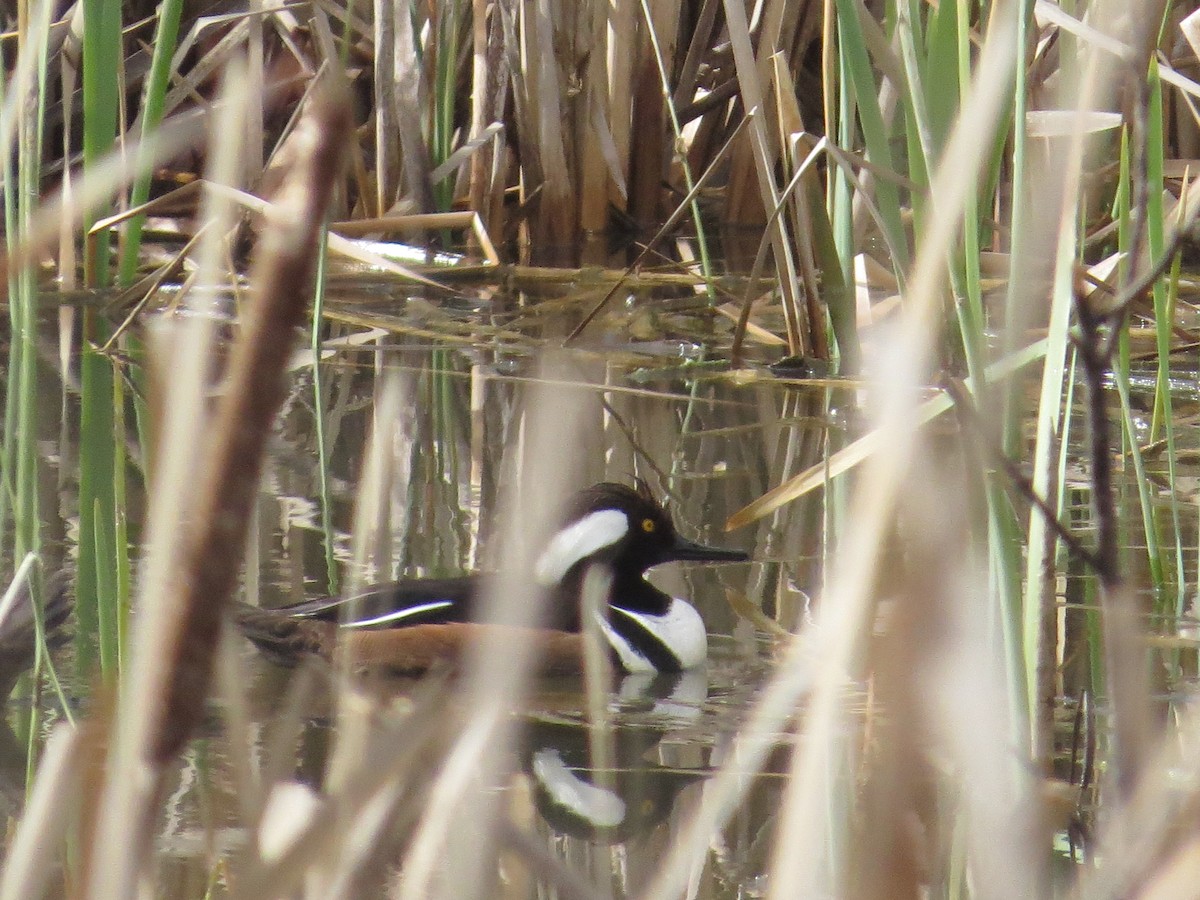 Hooded Merganser - ML539583001