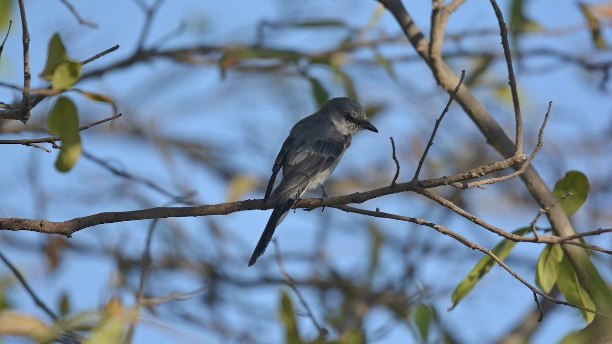 Ashy Minivet - ML539583441