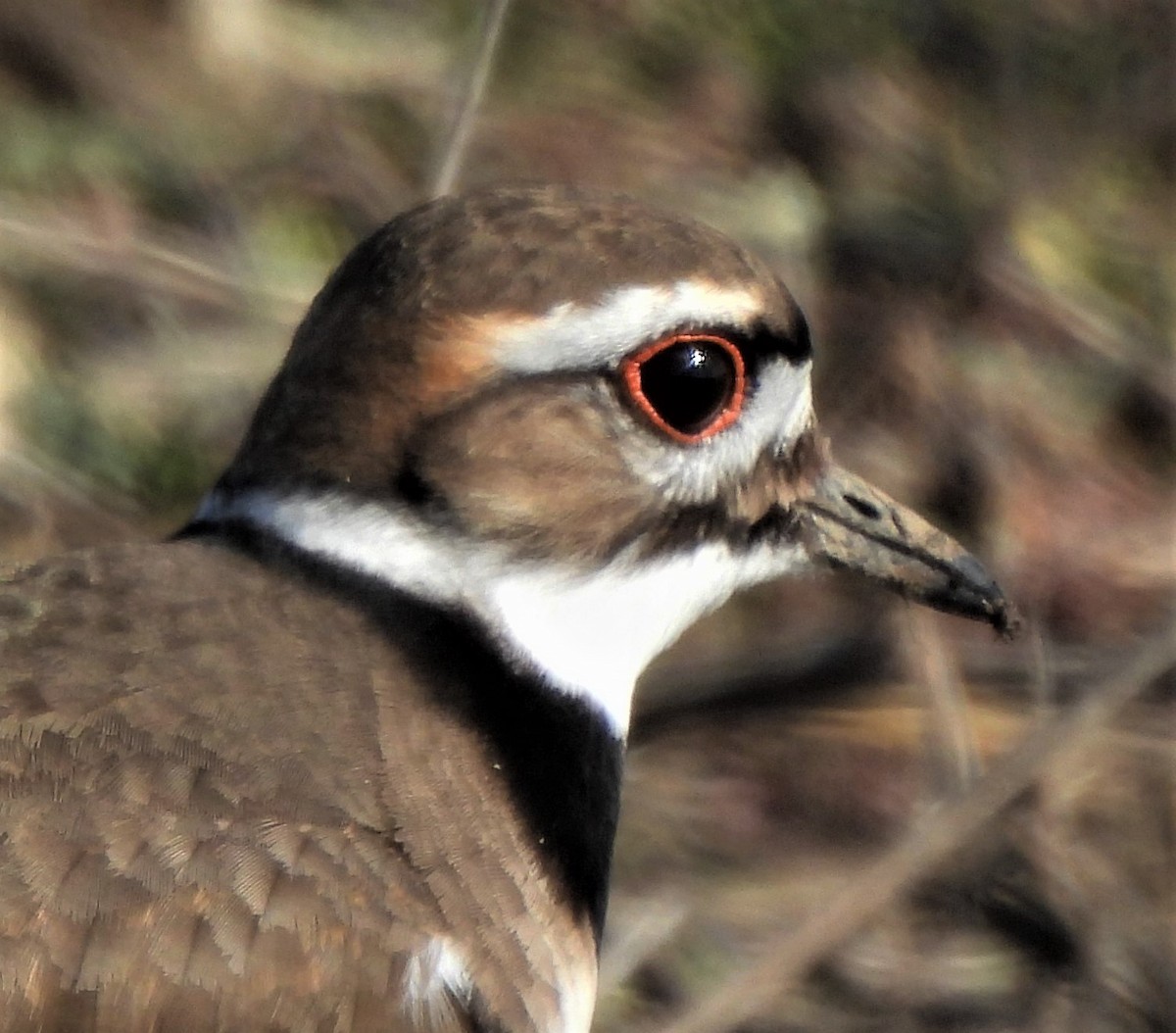 Killdeer - Paul McKenzie