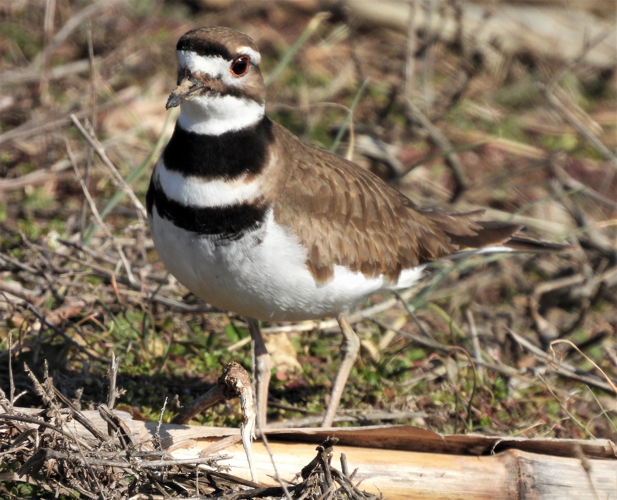 Killdeer - Paul McKenzie