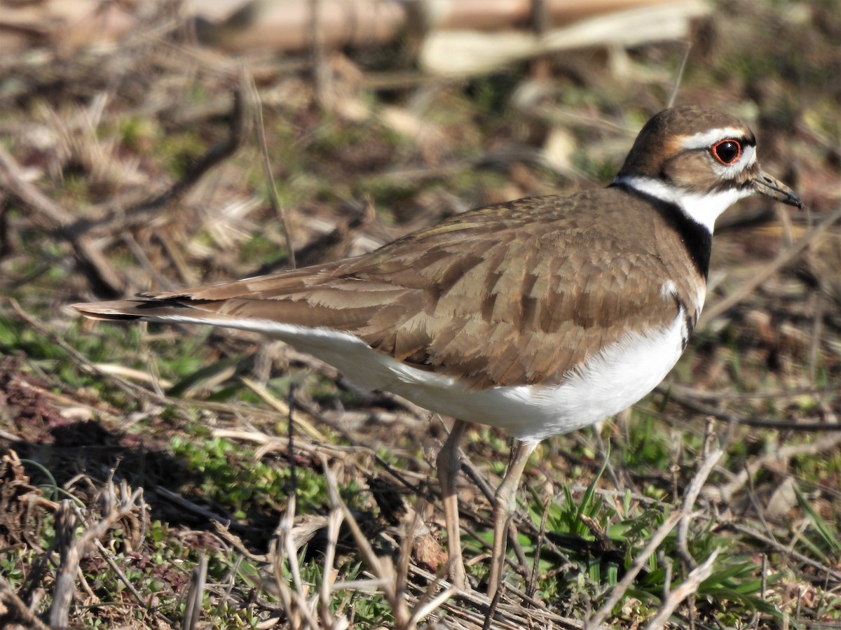 Killdeer - Paul McKenzie