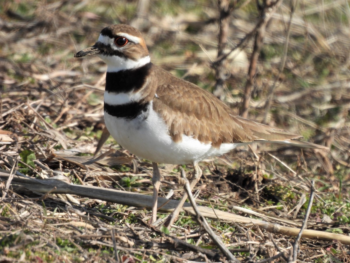 Killdeer - Paul McKenzie