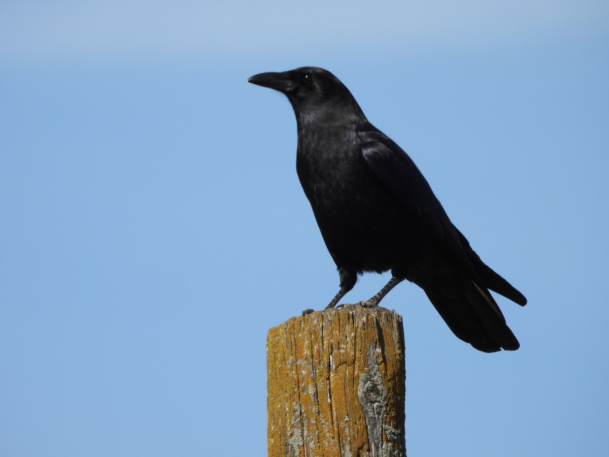 American Crow - ML539584831