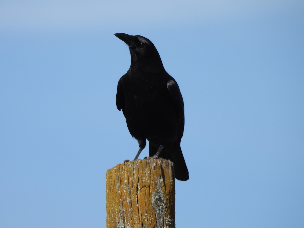 American Crow - Paul McKenzie