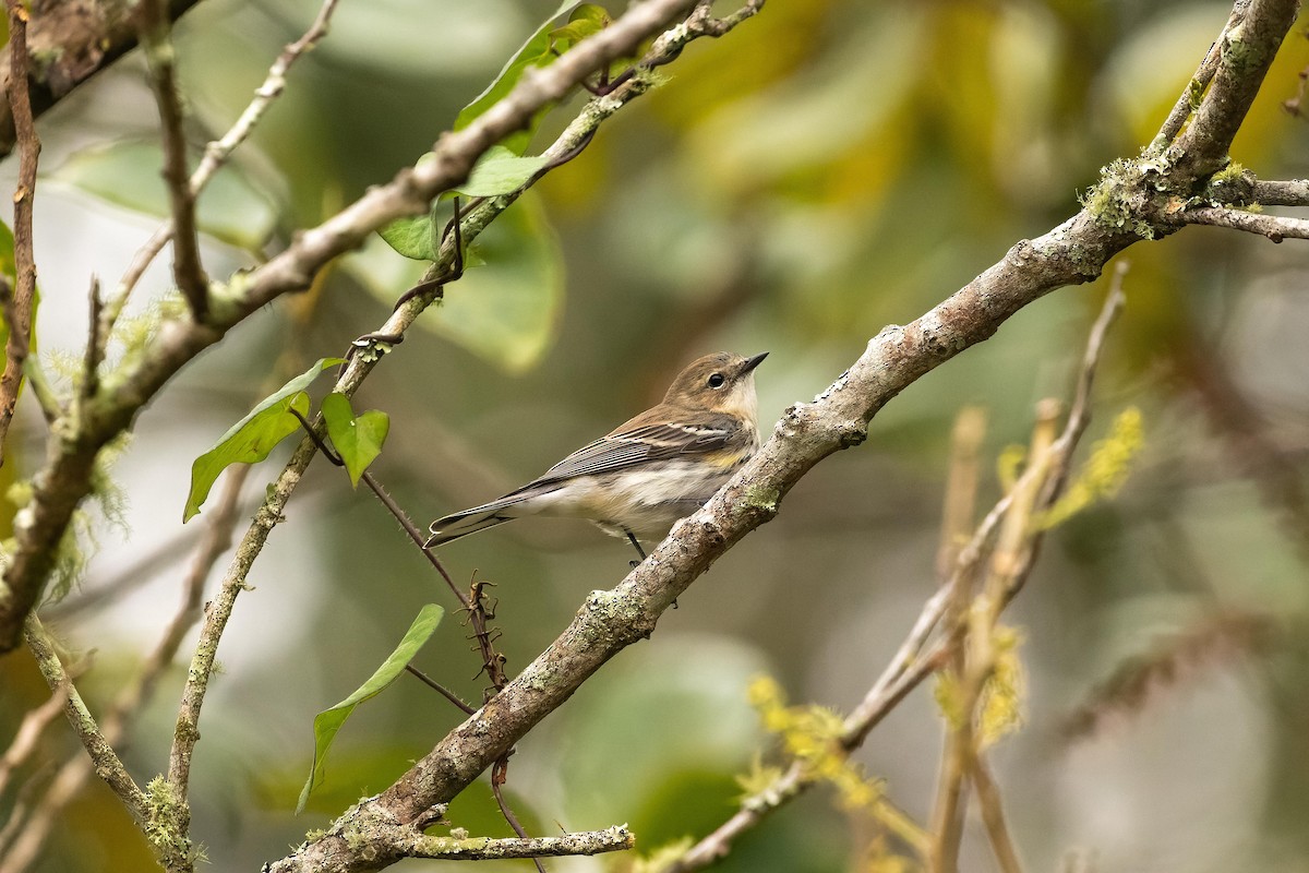 lesňáček žlutoskvrnný - ML539588111