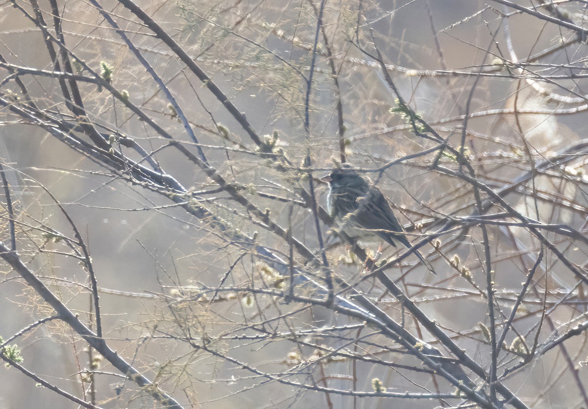 Black-faced Bunting - ML539588581