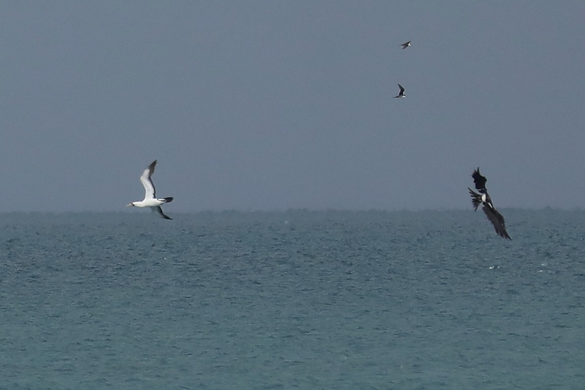 Masked Booby - ML539589021