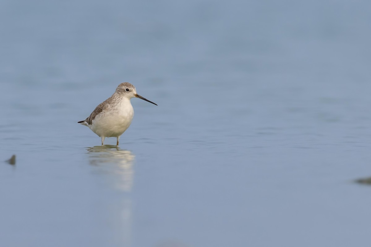 Marsh Sandpiper - ML539589811