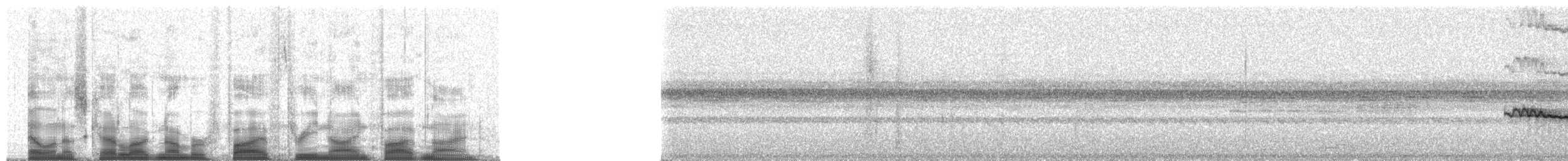 Кокоа плямистий [група aequatorialis] - ML53959
