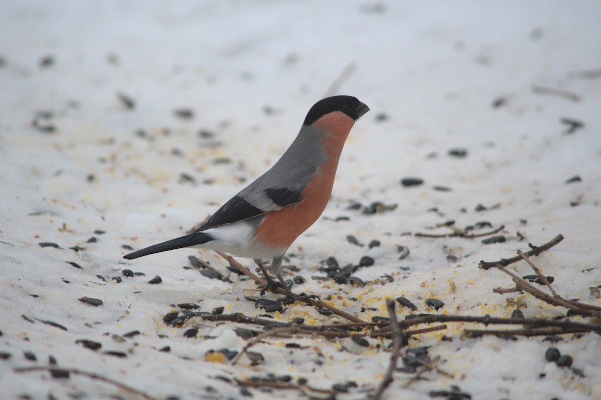 Eurasian Bullfinch - ML539591041