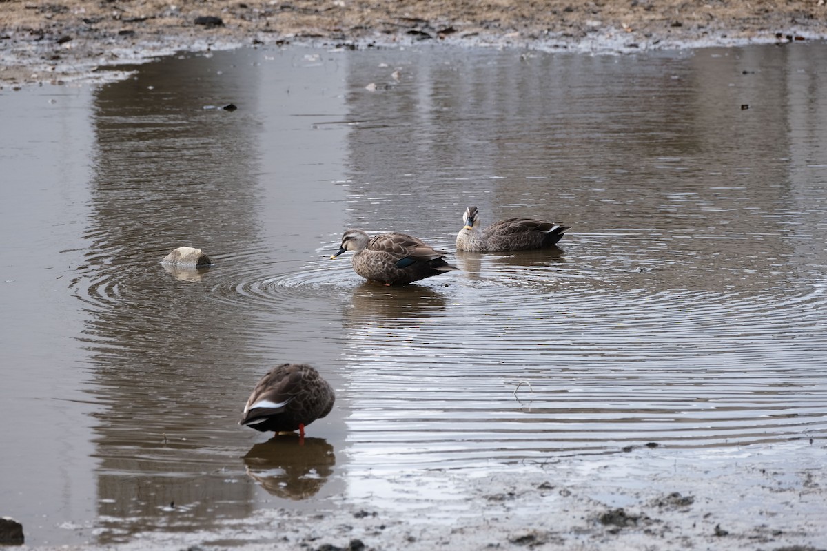 Eastern Spot-billed Duck - ML539592061