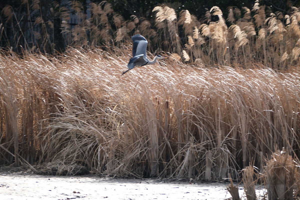 Gray Heron - ML539592101