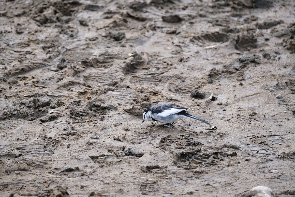 White Wagtail - ML539592141