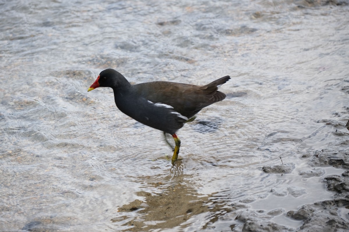 Eurasian Moorhen - ML539592171