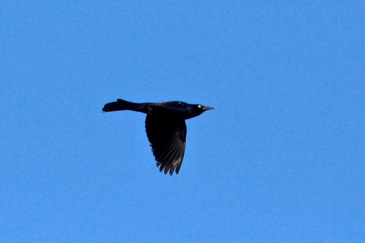 Common Grackle - ML53959251