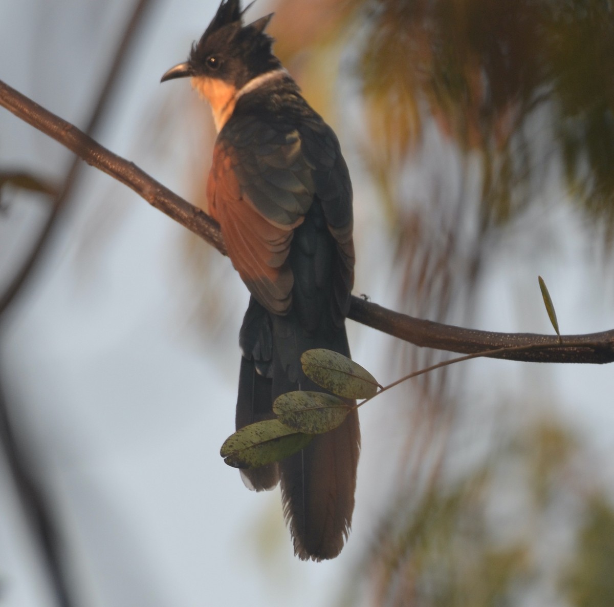 Chestnut-winged Cuckoo - ML539594501