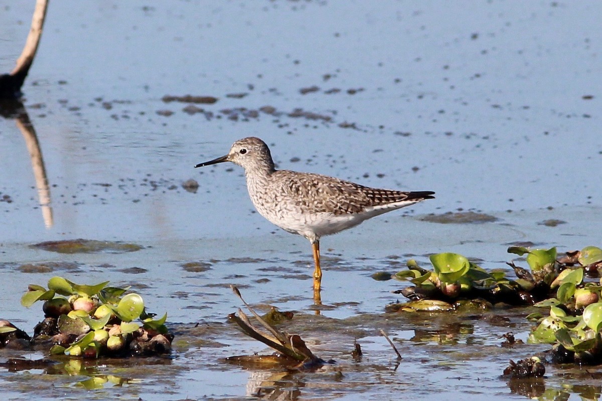 Lesser Yellowlegs - ML53959521