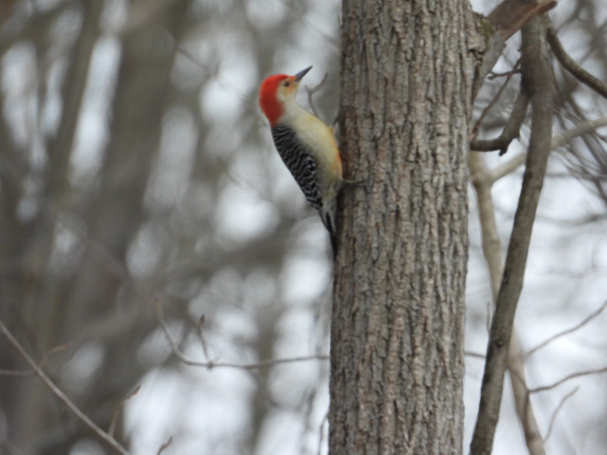 Red-bellied Woodpecker - ML539595491