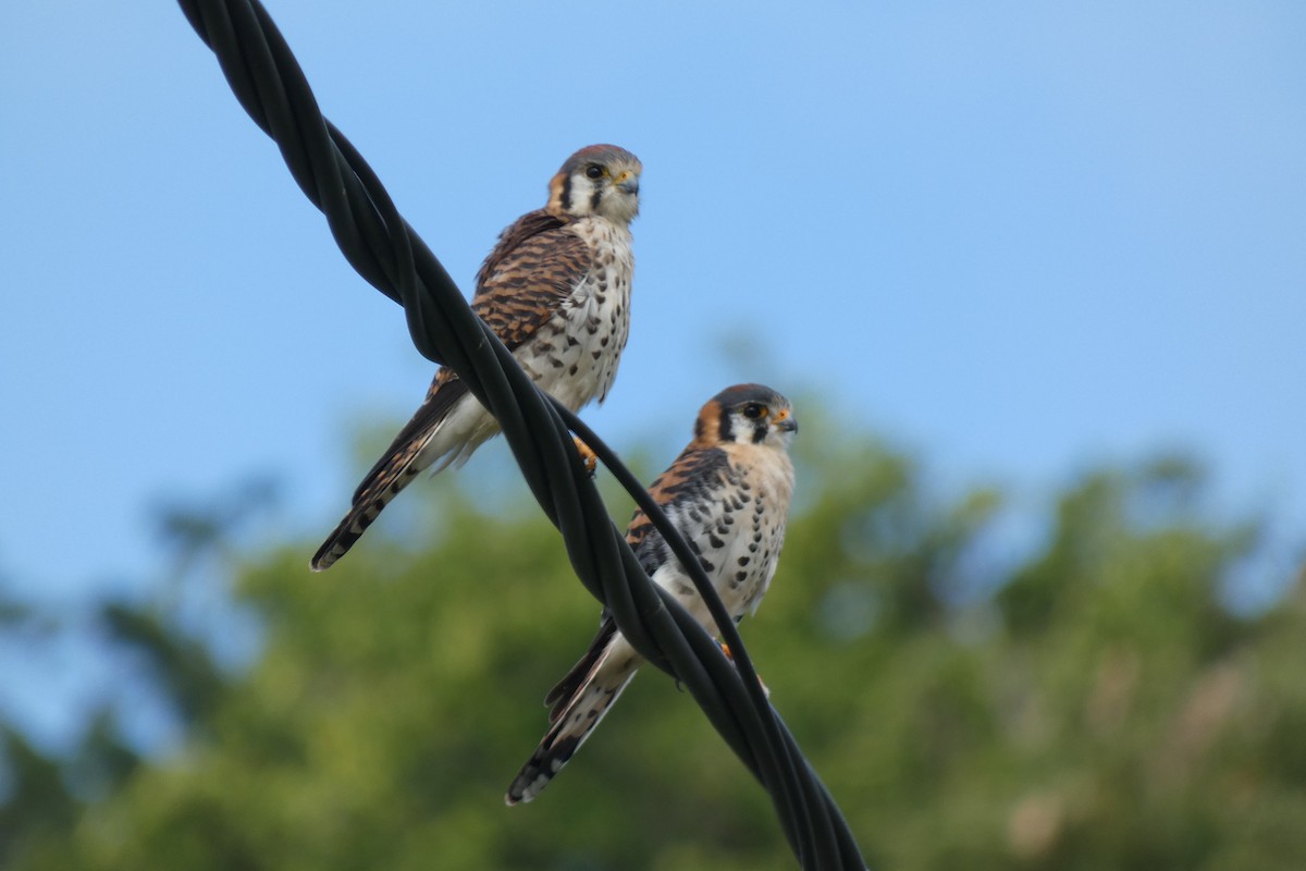 American Kestrel - ML539596491