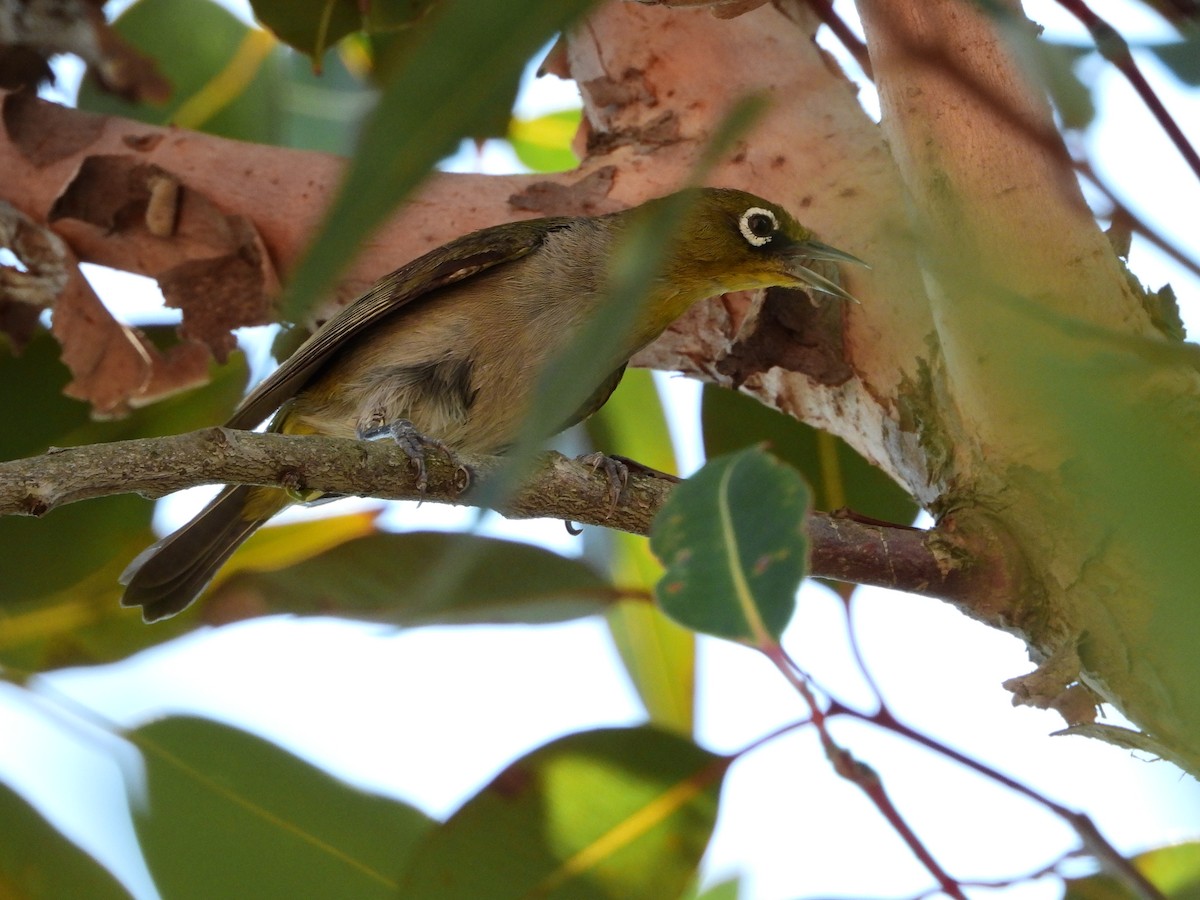 Cape White-eye (Cape) - Rainer Opitz