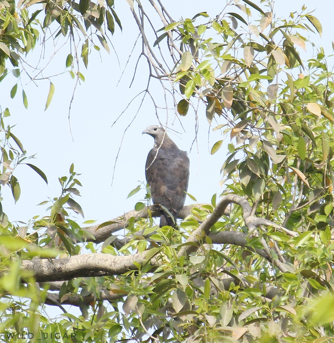 Oriental Honey-buzzard - ML539598031