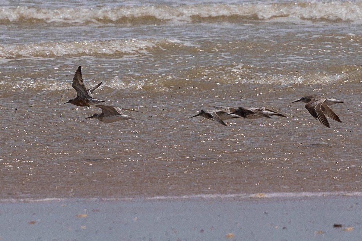 Red Knot - ML539598591