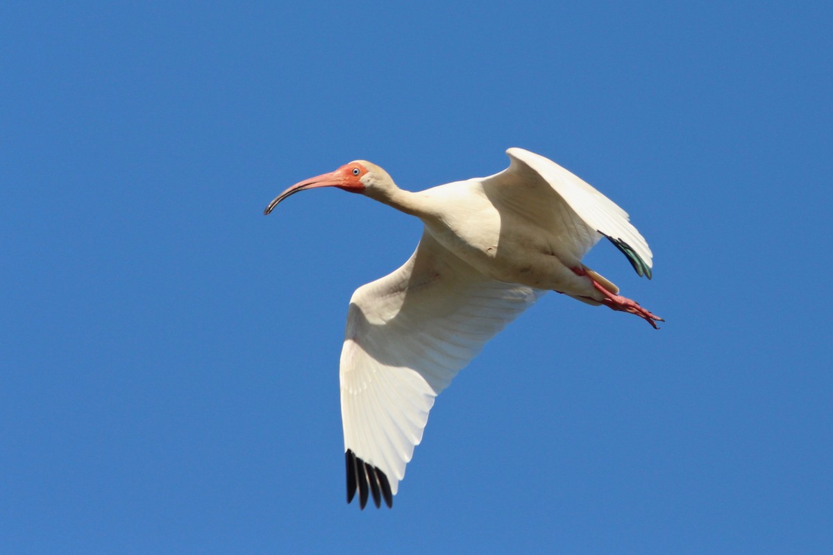 Ibis blanc - ML53959871