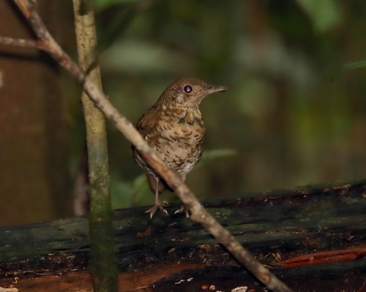 Bassian Thrush - ML539598771