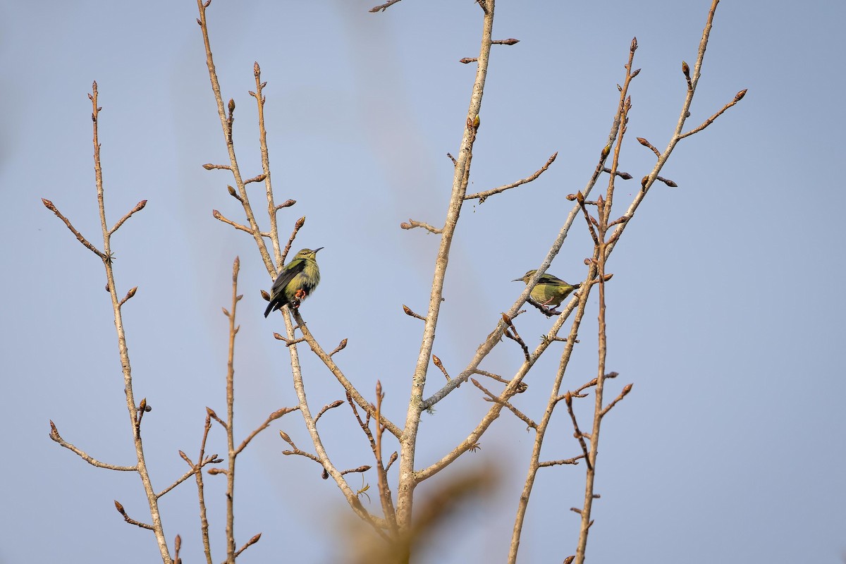 Red-legged Honeycreeper - ML539599111