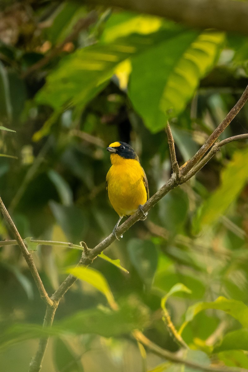 libohlásek Bonapartův - ML539599181