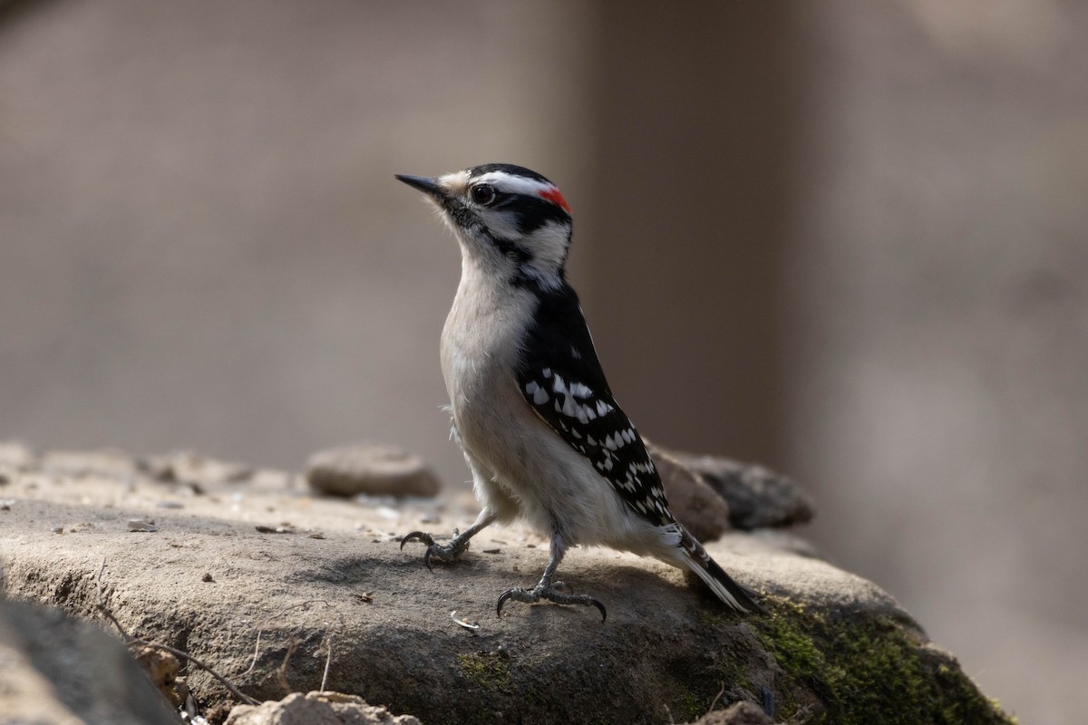 Downy Woodpecker - ML539599681
