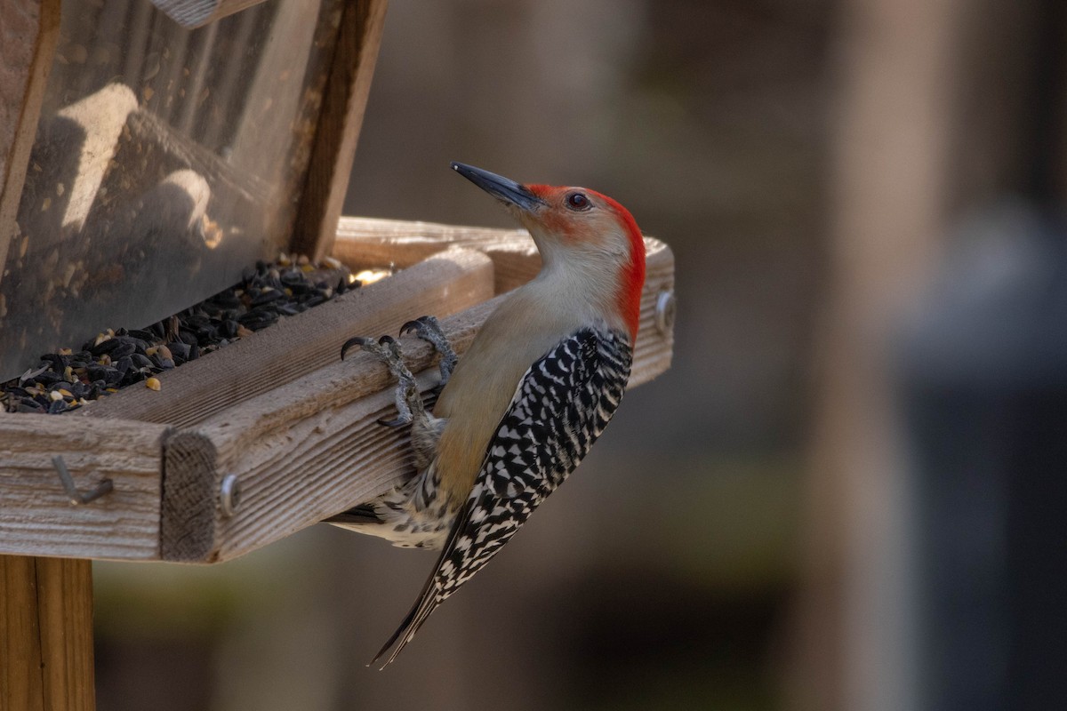 Red-bellied Woodpecker - ML539599761