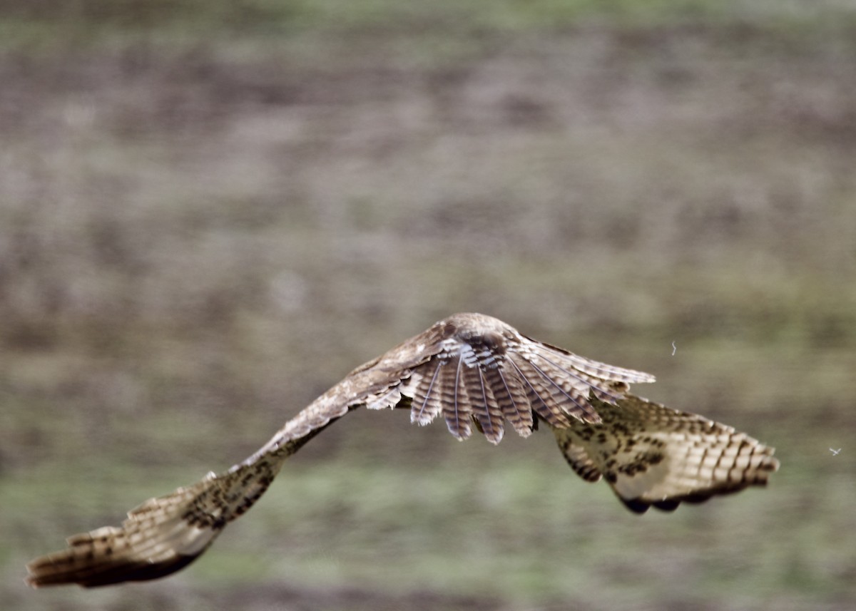 Red-tailed Hawk - ML539600641