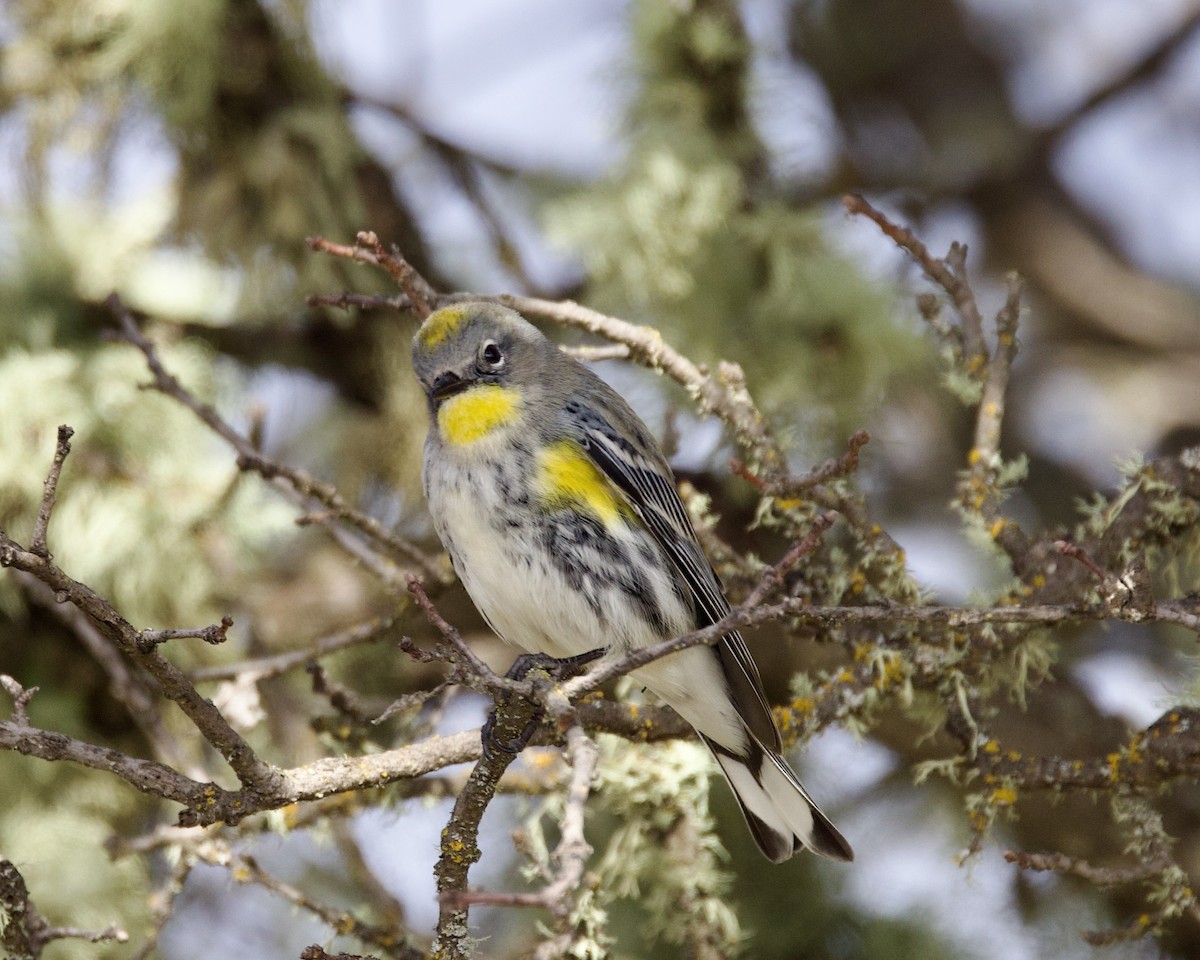 Yellow-rumped Warbler (Audubon's) - ML539600991