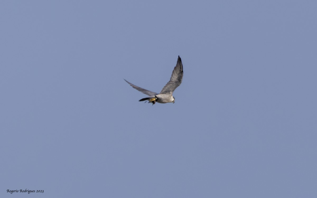 Peregrine Falcon - Rogério Rodrigues