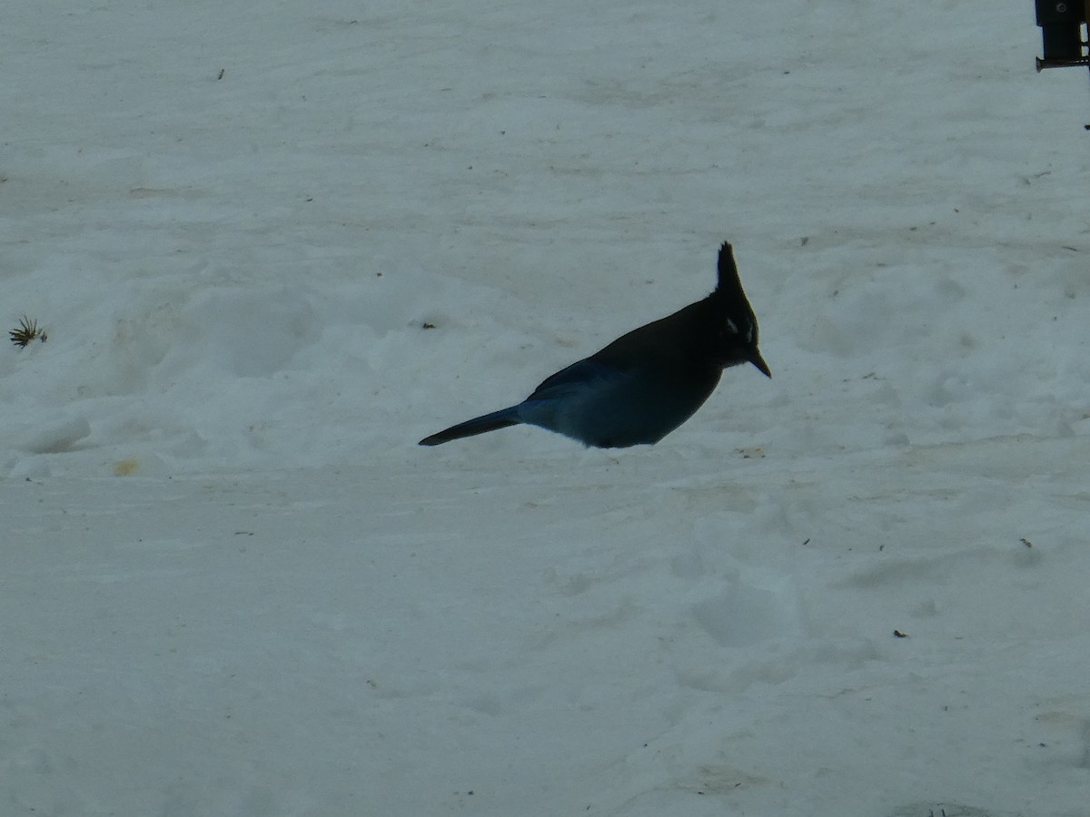 Steller's Jay - ML539601841