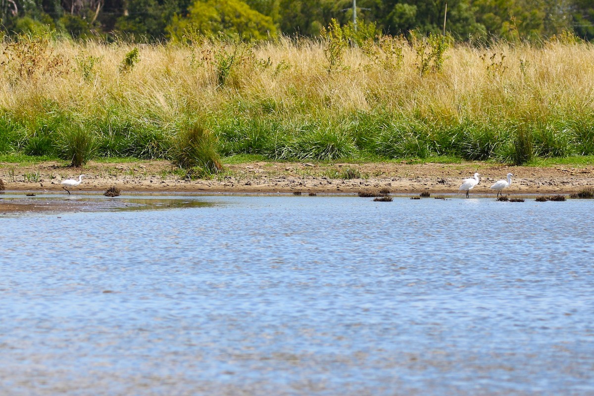 Little Egret - Deb & Rod R