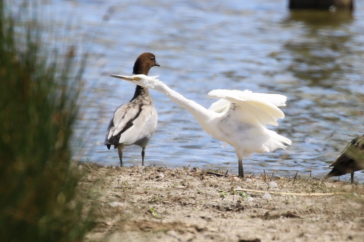 Little Egret - Deb & Rod R