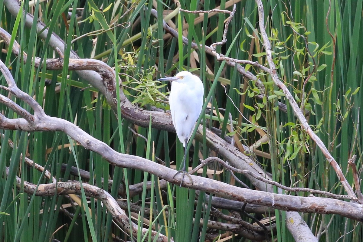 Little Egret - ML539602841