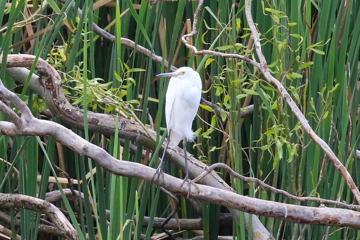 Little Egret - ML539602871