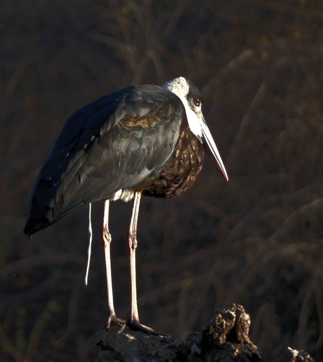 Asian Woolly-necked Stork - Santharam V