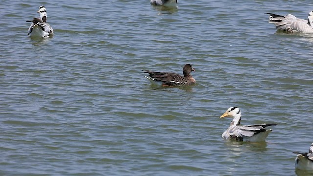 Lesser White-fronted Goose - ML539604201