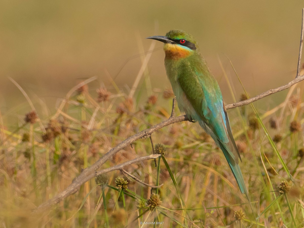 Blue-tailed Bee-eater - Mahim B