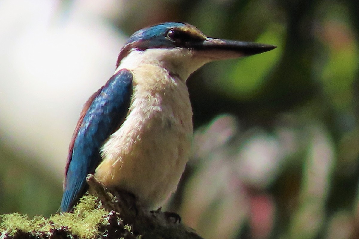 Sacred Kingfisher - ML539605261